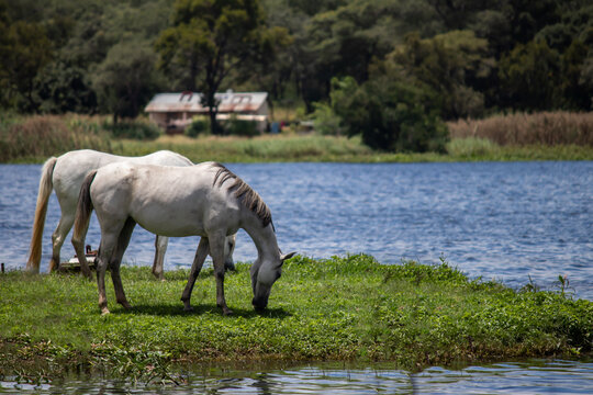 Beautiful domestic white horse grazing in open field next to the lake, in Zimbabwe
