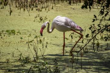The greater flamingo (Phoenicopterus roseus) is the most widespread and largest species of the flamingo family. It is found in Africa, the Indian subcontinent, the Middle East, and in southern Europe.