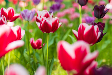 Pink tulips in the garden