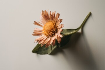 Simple and beautiful wild flower on a neutral background. Minimal aesthetic flat lay composition with a top view. Generative AI