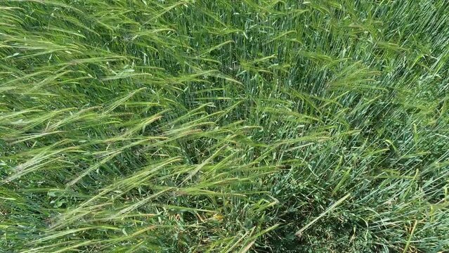 Campo agr&iacute;cola sembrado de cebada a&uacute;n verde durante un ventoso d&iacute;a de primavera