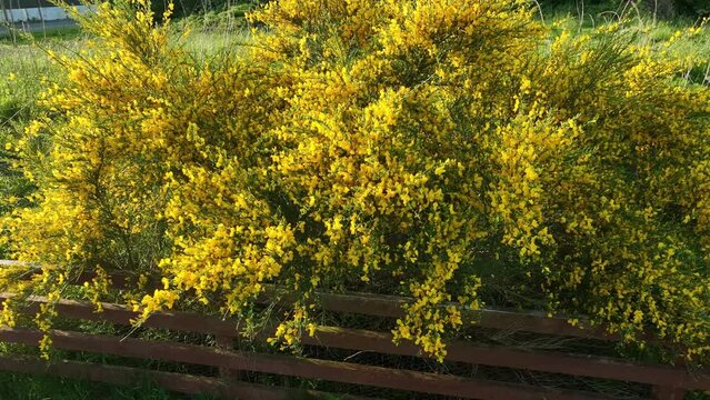 yellow gorse bush circling video