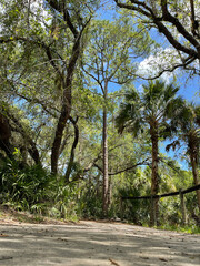 sidewalk with trees and vegetation covering the path providing shade and making the path beautiful