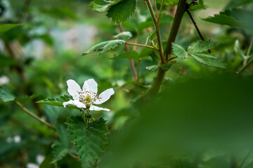 White blackberry flower on a shrub growing in garden closeup detail