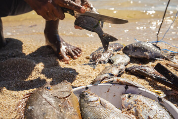 Local Malagasy fisherman cleaning freshly caught fishes on the beach, detail on plate with fresh...