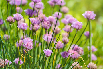 Small purple chives flowers growing in garden on bunch of herbs, closeup detail