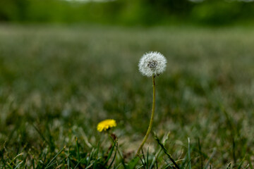 dandelions in the grass