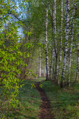 Beautiful landscape in a spring park with birch trees in the morning