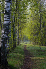 Beautiful landscape in a spring park with birch trees in the morning