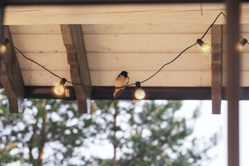 Swallow under the roof of the terrace of the house on the wires of a retro light bulb.