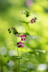 dusky crane's-bill flowers on green background, shallow depth of field