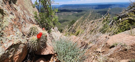 Naklejka premium A view from from Shaggy Peak in Santa Fe National Forest, New Mexico.