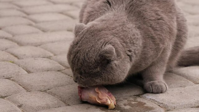 Cat Eating Meat. Cat Eating