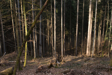 Light shining on trees on a walking trail in the Palatinate Forest on a sunny winter day in Germany