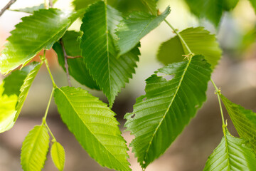 bug-eaten elm leaves