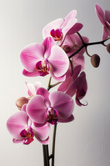 Fototapeta na wymiar Beautiful orchid flowers. Twig blossoming orchids isolated on white background. Pink spa orchid theme objects. Realistic 3D illustration. Generative AI