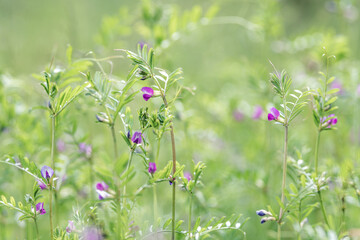 Vicia sativa  or common vetch flowers on a meadow in the summer.
