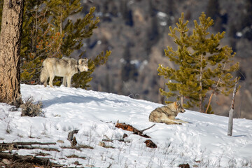 Members of the Wapiti gray wolf pack at Yellowstone National Park scout out a ridge on a cool winter morning