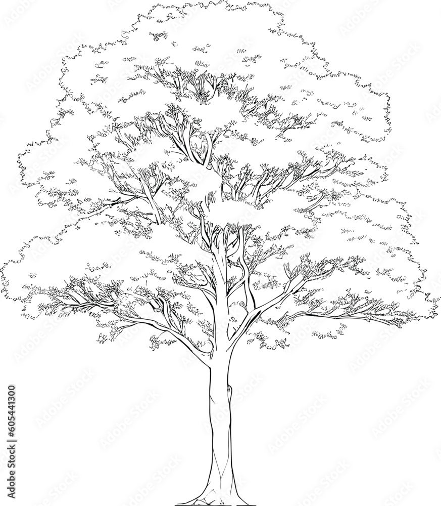 Poster Tree line drawing, Side view, set of graphics trees elements outline symbol for architecture and landscape design drawing. Vector illustration in stroke fill in white.