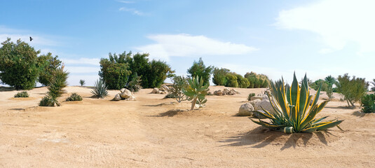 succulent trees and plants in desert sands in sunny day with blue sky, natural background. typical arid climate landscape. nature reserve area. hot sunny weather. banner. template for design