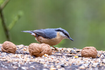 Fütterung Vögel Kleiber