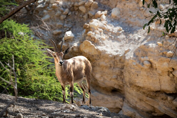 The Nubian ibex (Capra nubiana) is a desert-dwelling goat species found in mountainous areas of Algeria, Egypt, Ethiopia, Eritrea, Israel, Jordan, Lebanon, Oman, Saudi Arabia, Sudan, and Yemen.