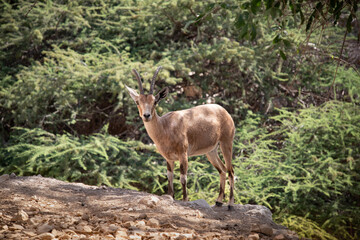 Naklejka na ściany i meble The Nubian ibex is a desert-dwelling goat species found in mountainous areas of Algeria, Egypt, Ethiopia, Eritrea, Israel, Jordan, Lebanon, Oman, Saudi Arabia, Sudan, and Yemen.