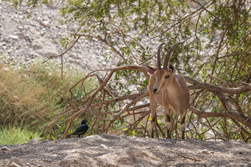 Dead Sea starling and Nubian Ibex. Ein Gedi natural reserve, Judean desert, Israel. 