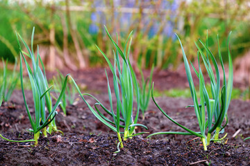 Garlic in spring, young plants close-up. An organically grown garlic plantation in the vegetable garden