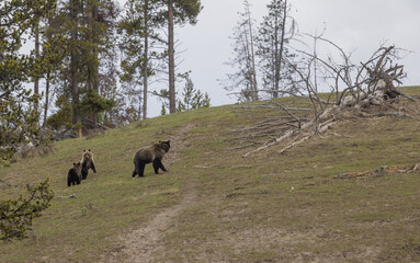 Sow Grizzly Bear and Cubs in Yellowstone National Park in Spring