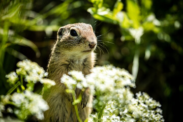 Ziesel zwischen blühenden Pflanzen
