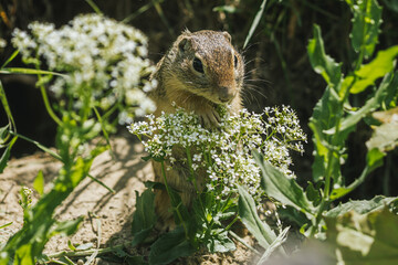 Ziesel zwischen blühenden Pflanzen