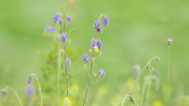 Beauty of nature with stems of blooming salvia nutans swaying in breeze on sunny day. Video has shallow depth of field, adding soft and dreamy effect to summer scene