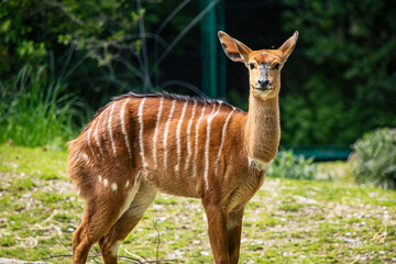 Weibliches Nyala schaut in die Kamera