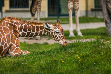 Im Gras liegende junge Giraffe
