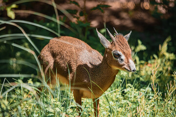 Dikdik steht im Gras