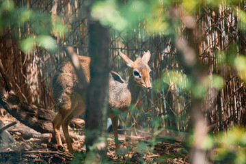 Dikdik vor einem Zaun