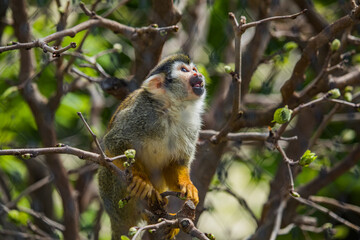 Obraz premium Totenkopfäffchen sitzt im Baum
