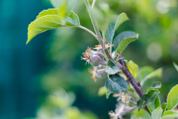 Small aple on tree