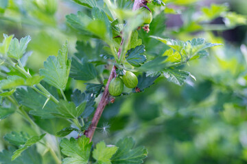 branch of a tree with berries