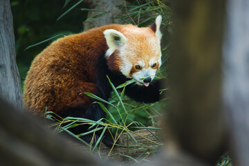 Roter Panda frisst Bambus