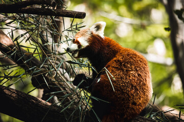 Roter Panda frisst Bambus