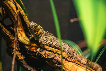 Chinesische Krokodilschwanzechse in Terrarium