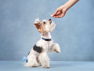 funny biewer york. Happy little dog on a blue background.Pet in studio portrait, indoors