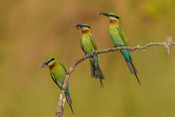 Blue-tailed Bee-eater