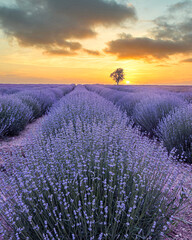 Beautiful tranquil nature landscape with blooming lavenders field at sunset.