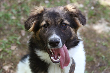 stray puppy dog closeup portrait on green grass background