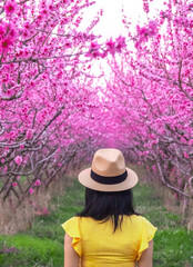 Woman wearing yellow dress and a hat in a blooming field with pink peach trees in spring time season