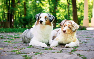Two Aussie Australian Shepherd dogs lie on the cobblestones in the park. My puppies are eight and four months old. They are tricolor. The photo is blurred