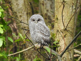 Cría de Cárabo (Strix aluco) de plumaje pálido en bosque caducifolio 